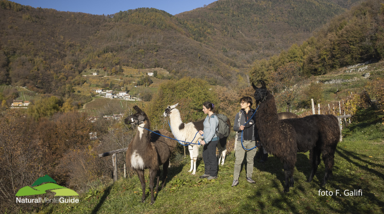 Passeggiata in compagnia dei lama 